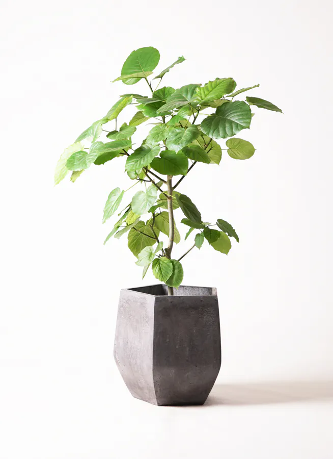 フィカス ウンベラータ | 観葉植物通販 HitoHana 