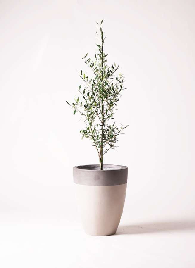 観葉植物 オリーブの木 8号 コロネイキ ファイバーストーンカプリ サンディホワイト 付き