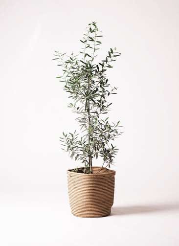 オリーブの木 観葉植物通販hitohana ひとはな オリーブの木 観葉植物通販hitohana ひとはな