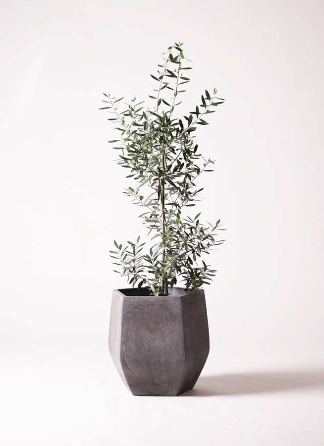 観葉植物 オリーブの木 8号 チプレッシーノ ファイバークレイ Gray 付き