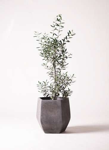 観葉植物 オリーブの木 8号 チプレッシーノ ファイバークレイ Gray 付き