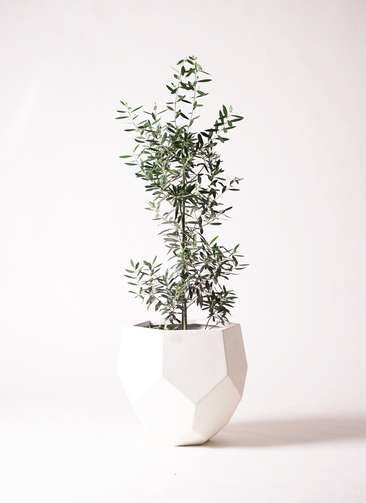 観葉植物 オリーブの木 8号 チプレッシーノ ポリゴヘクサ 白 付き