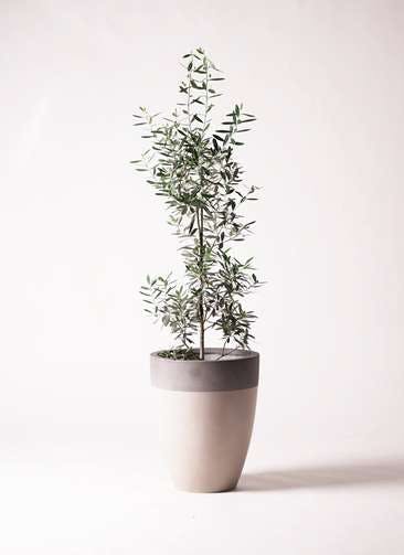 観葉植物 オリーブの木 8号 チプレッシーノ ファイバーストーンカプリ サンディホワイト 付き