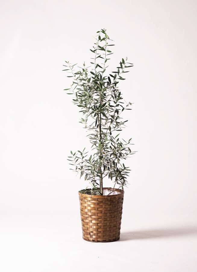 観葉植物 オリーブの木 8号 チプレッシーノ 竹バスケット 付き