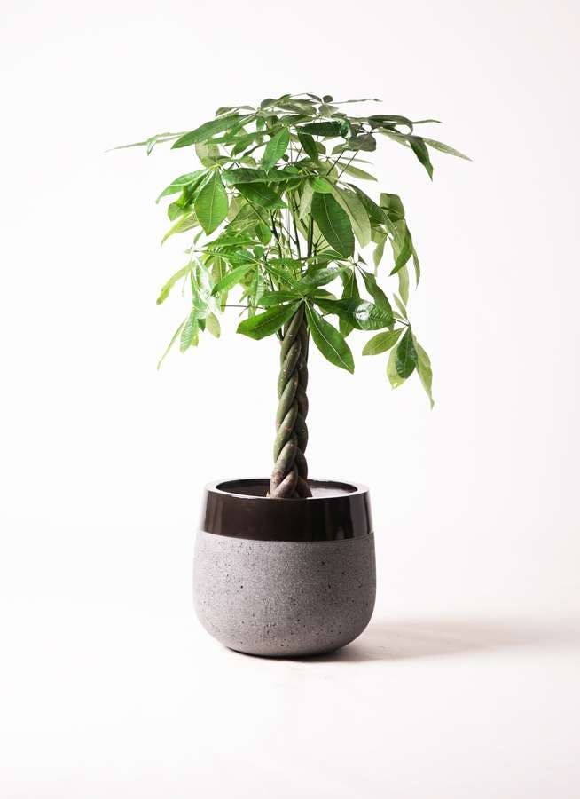 観葉植物 パキラ 8号 ねじり ファイバーストーンタウルス 黒 付き 観葉植物ならhitohana ひとはな