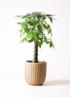 予算別 パキラを新築祝いに贈ろう おすすめ15選のご紹介 ひとはなノート