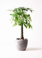 退職祝いに贈る観葉植物とマナーや相場 ひとはなノート 退職祝いに贈る観葉植物とマナーや相場 ひとはなノート