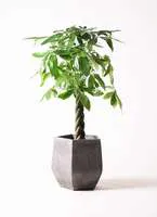 パキラを購入するなら専門店で おすすめ12選もご紹介 ひとはなノート