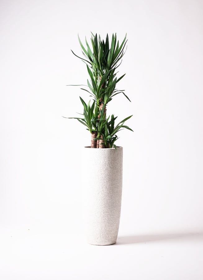 ユッカ（青年の木） | 観葉植物通販HitoHana（ひとはな）