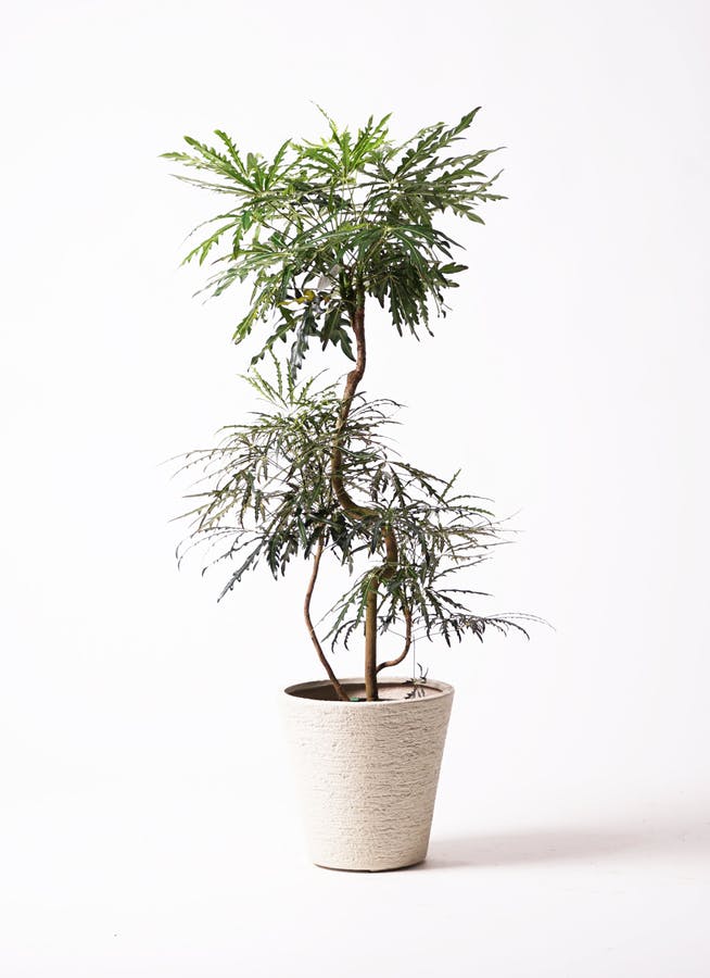 観葉植物　アラレア グリーンアラレア | 観葉植物通販HitoHana(ひとはな)
