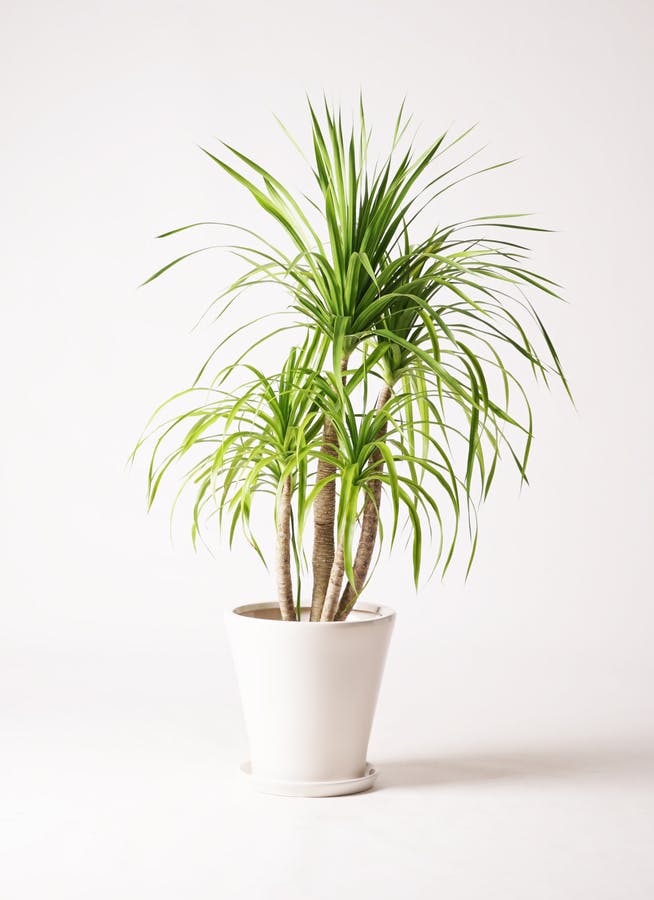 ドラセナ カンボジアーナ 8号 | 観葉植物通販HitoHana(ひとはな)