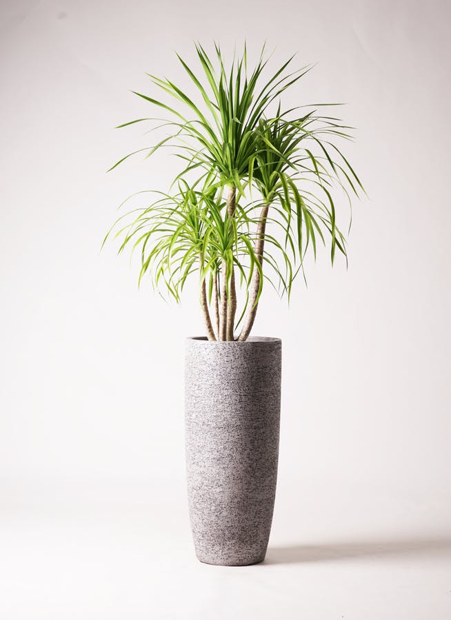 観葉植物 ドラセナ カンボジアーナ 8号 エコストーントールタイプ Gray 付き | 観葉植物ならHitoHana(ひとはな)