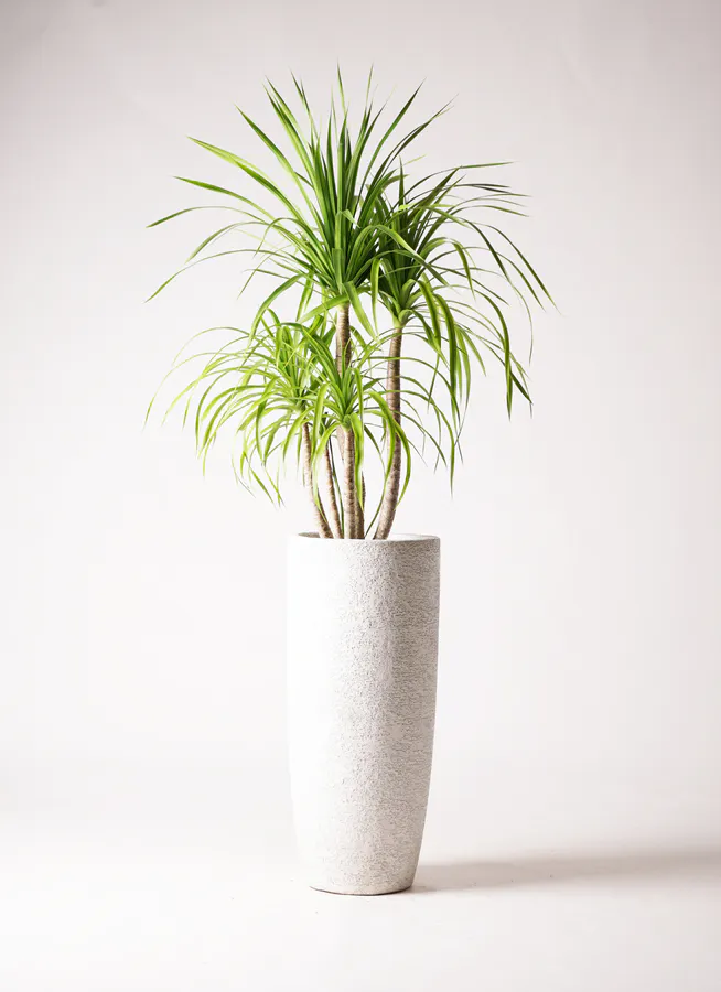 ドラセナ カンボジアーナ 8号 | 観葉植物通販HitoHana(ひとはな)