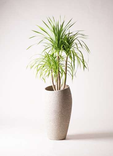 観葉植物 ドラセナ カンボジアーナ 8号 エコストーントールタイプ Light Gray 付き