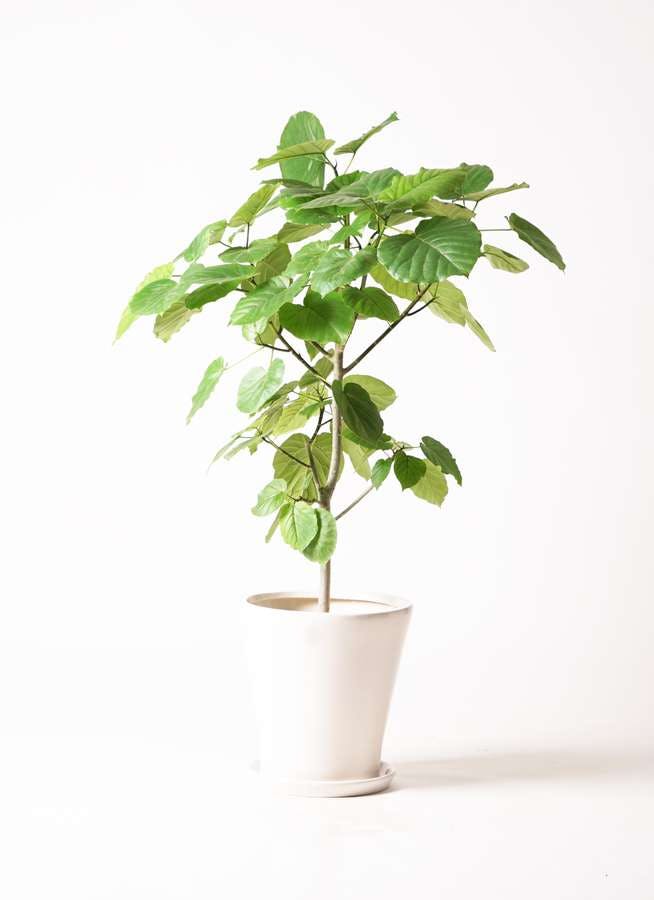 観葉植物 フィカス ウンベラータ 8号 ノーマル サブリナ 白 付き 観葉植物ならhitohana ひとはな