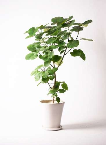 フィカス ウンベラータ 観葉植物通販hitohana ひとはな フィカス ウンベラータ 観葉植物通販hitohana ひとはな