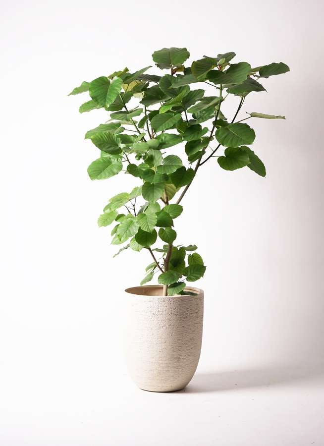 観葉植物 フィカス ウンベラータ 10号 ノーマル ビアスアルトエッグ 白 付き 観葉植物ならhitohana ひとはな