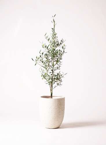 観葉植物 オリーブの木 8号 コロネイキ ビアスアルトエッグ 白 付き