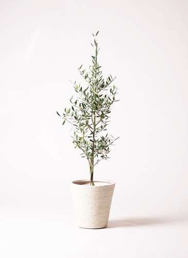 観葉植物 オリーブの木 8号 コロネイキ ビアスソリッド 白 付き
