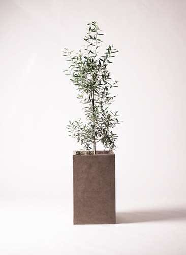 観葉植物 オリーブの木 8号 チプレッシーノ セドナロング グレイ 付き