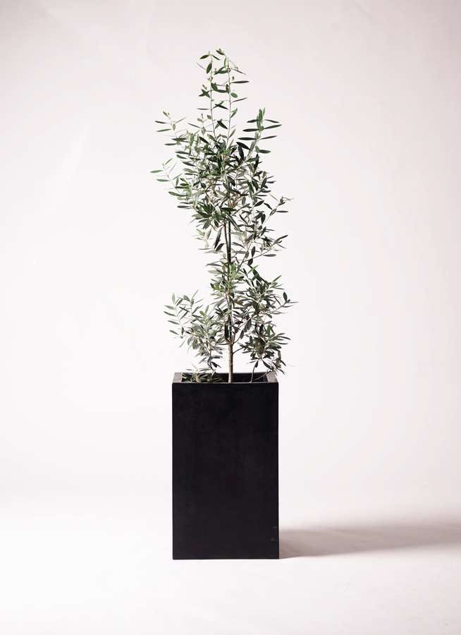 観葉植物 オリーブの木 8号 チプレッシーノ セドナロング 墨 付き
