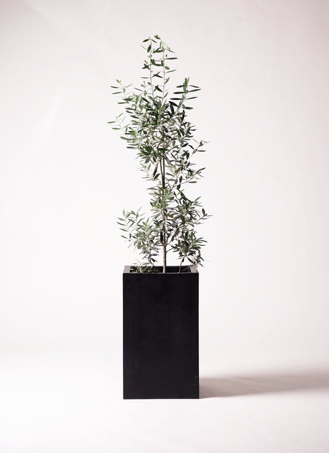観葉植物 オリーブ 8号 チプレッシーノ セドナロング 墨 付き | 観葉