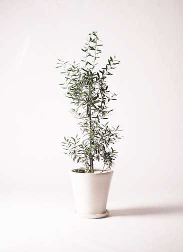 観葉植物 オリーブの木 8号 チプレッシーノ サブリナ 白 付き
