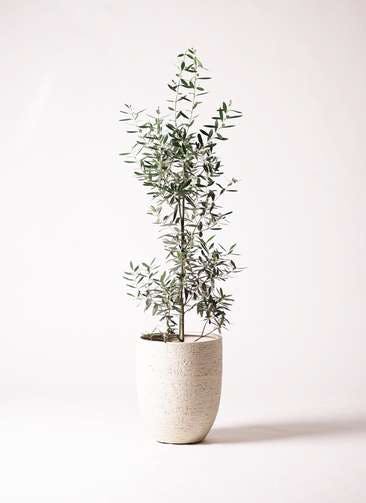 観葉植物 オリーブの木 8号 チプレッシーノ ビアスアルトエッグ 白 付き
