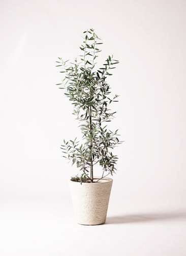 観葉植物 オリーブの木 8号 チプレッシーノ ビアスソリッド 白 付き