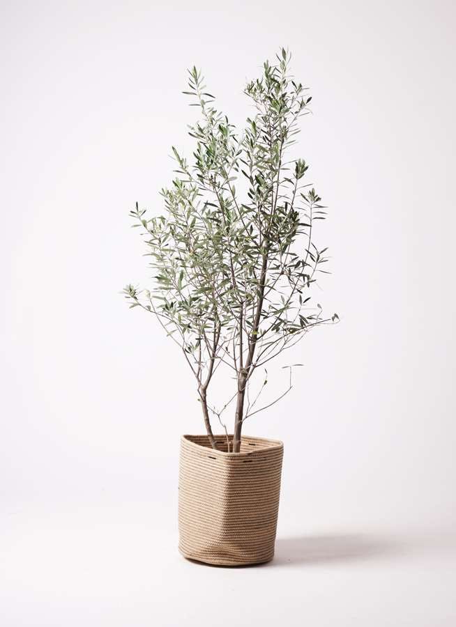 観葉植物 オリーブの木 10号 チプレッシーノ リブバスケットNatural 付き