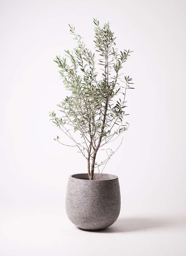 観葉植物 オリーブ 10号 チプレッシーノ エコストーンgray 付き 観葉植物ならhitohana ひとはな