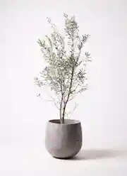 観葉植物 オリーブの木 10号 チプレッシーノ キューブ ラテルストーン 