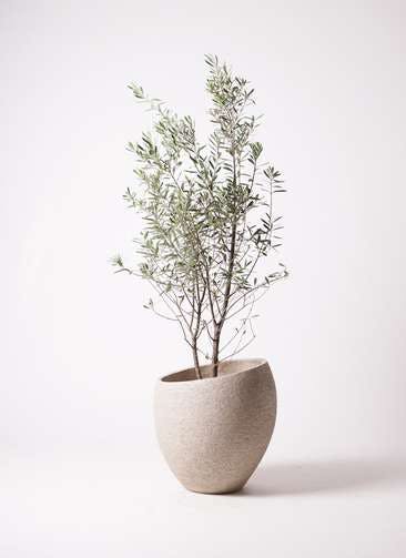 観葉植物 オリーブの木 10号 チプレッシーノ エコストーンLight Gray 付き