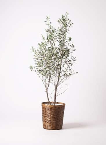 観葉植物 オリーブの木 10号 チプレッシーノ 竹バスケット 付き