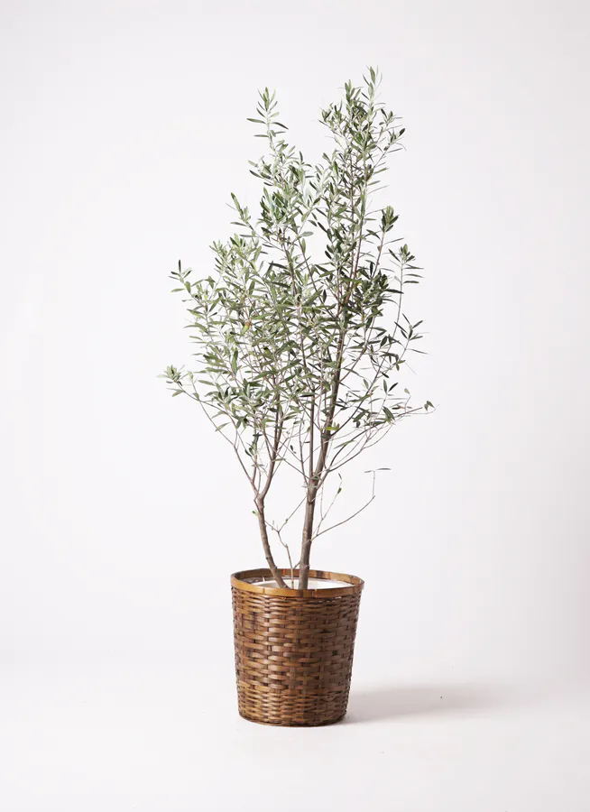 オリーブの木 10号 | 観葉植物 | 送料無料でお届け - Hitohana（ひとはな）