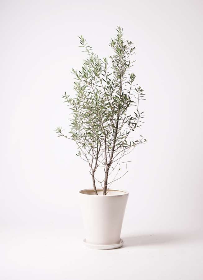 観葉植物 オリーブの木 10号 チプレッシーノ サブリナ 白 付き