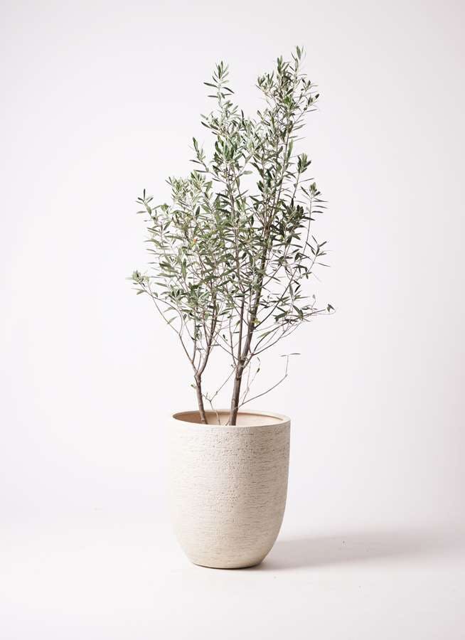 観葉植物 オリーブの木 10号 チプレッシーノ ビアスアルトエッグ 白 付き
