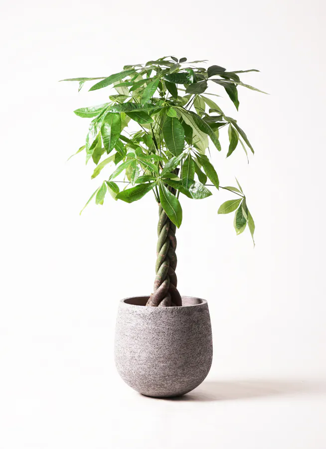パキラ ねじり | 観葉植物の通販ならHitoHana（ひとはな）