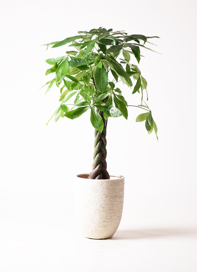 観葉植物 パキラ 8号 ねじり ビアスアルトエッグ 白 付き | 観葉植物