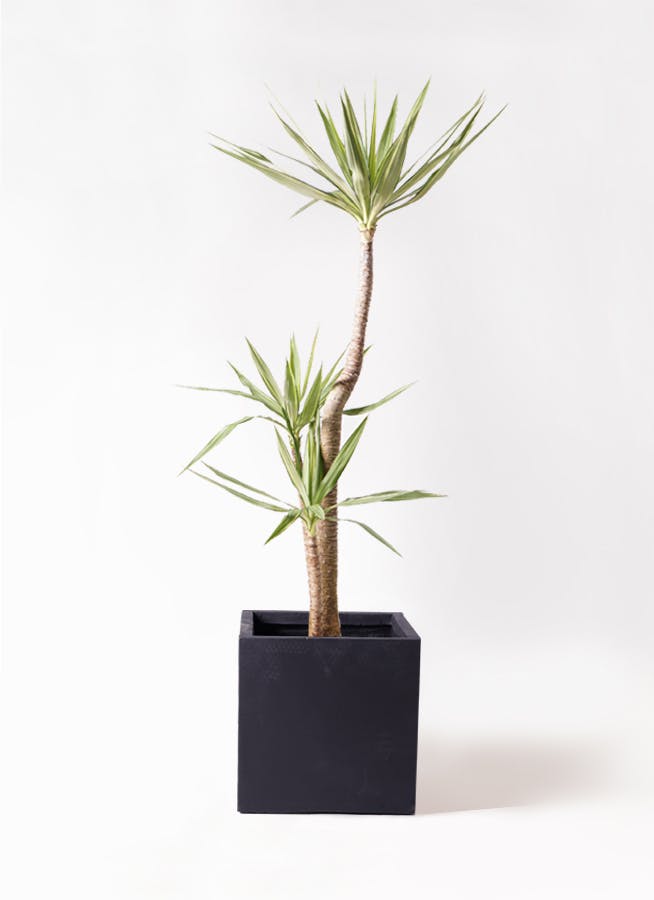 ユッカ 約10号鉢 黒鉢 観葉植物 特大 ユッカ 特大鉢クリアブラック 樹脂製 | 移転祝い 開店