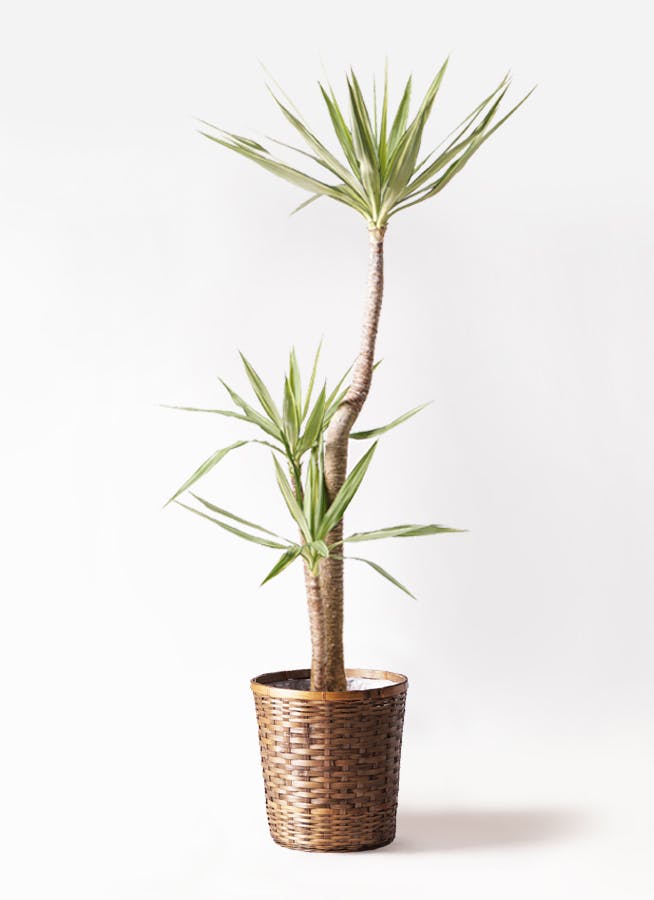 ユッカ 斑入り | 観葉植物 | インテリアやギフトに - Hitohana（ひとはな）