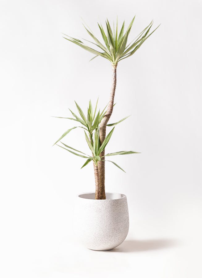 ユッカ 人工観葉植物 白い鉢 約1.5メートル ユッカ 人工観葉植物 白い鉢 約1.5メートル