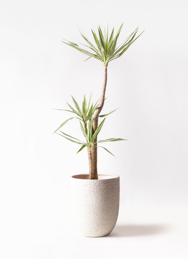ユッカ 大型3m ユッカ 大型 | 観葉植物通販HitoHana(ひとはな)