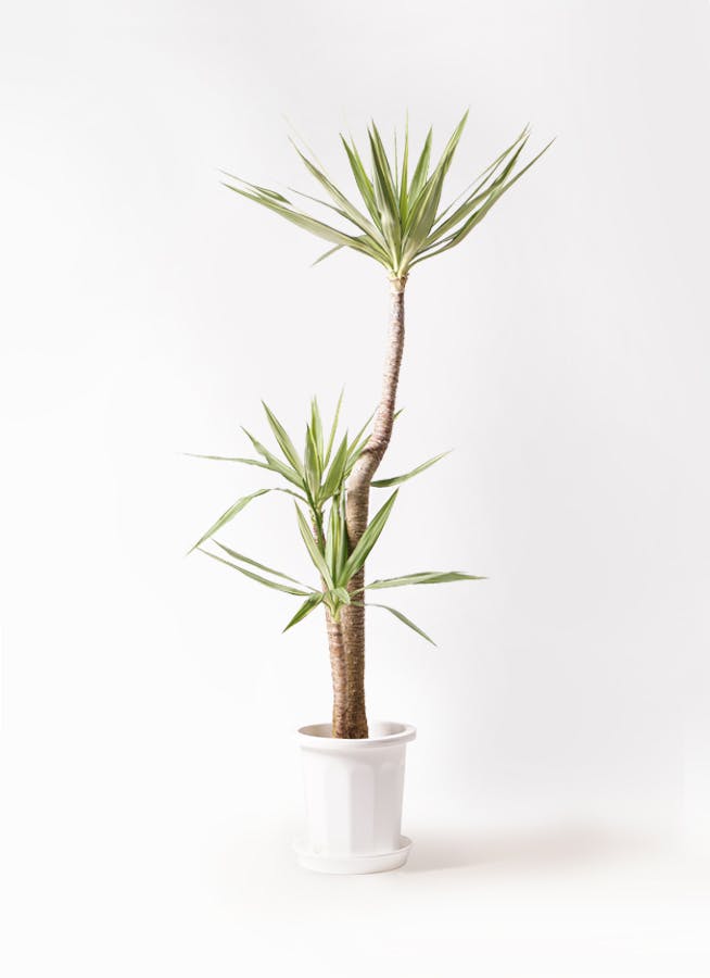 NEW国産jap−rod様専用ココスヤシ　実生苗　4鉢セット 観葉植物