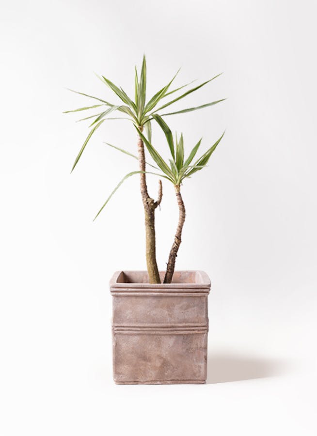 ユッカ　追加写真有 ユッカ 斑入り | 観葉植物 | インテリアやギフトに - Hitohana（ひとはな）