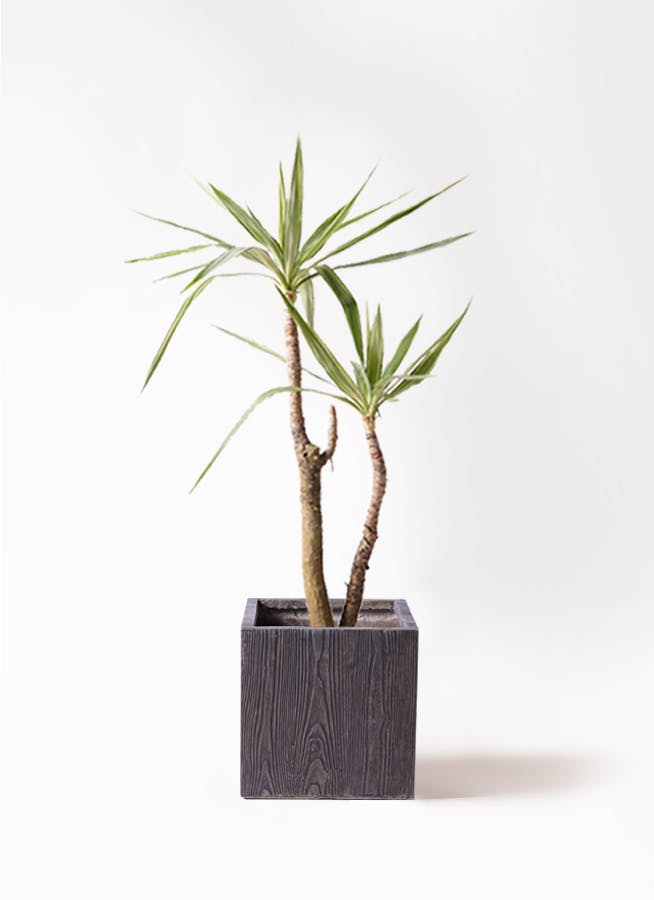 観葉植物 トックリラン ポニーテール 8号 ベータ キューブプランター