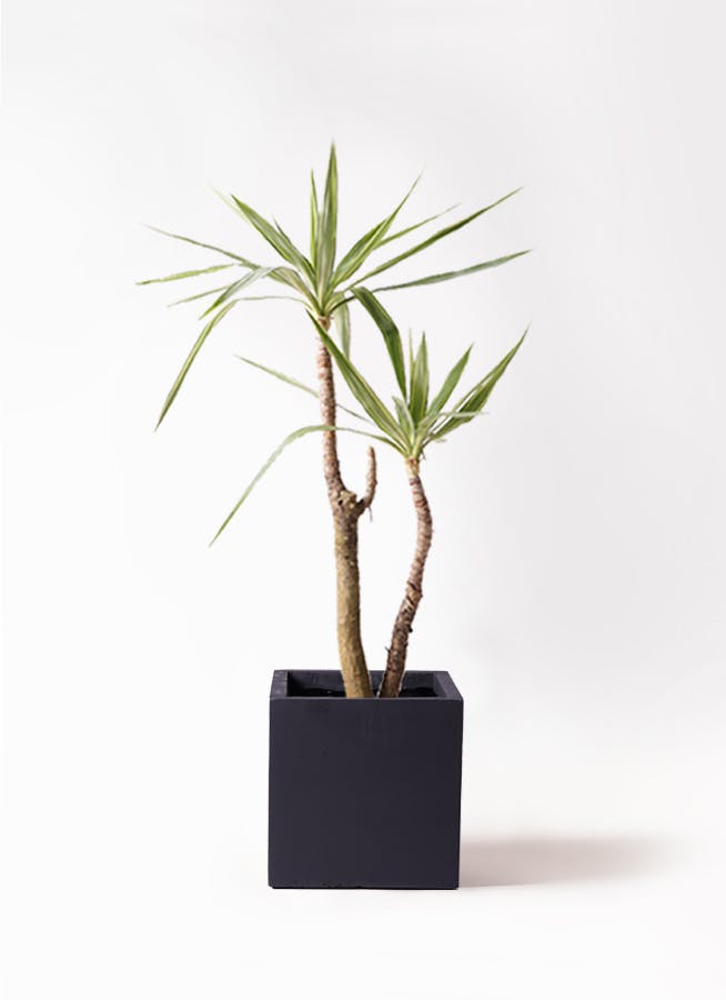 ユッカ 斑入り | 観葉植物 | インテリアやギフトに - Hitohana