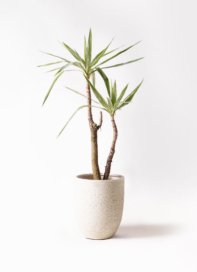 #ユッカ　#斑入り　親株　どんどん成長します⭐ ユッカ #斑入り 親株 どんどん成長します⭐ ユッカ #斑入り 親株