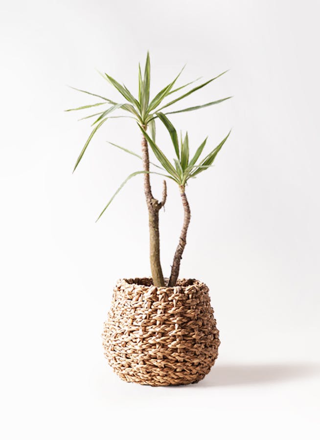 ユッカ 斑入り | 観葉植物 | インテリアやギフトに - Hitohana（ひとはな）