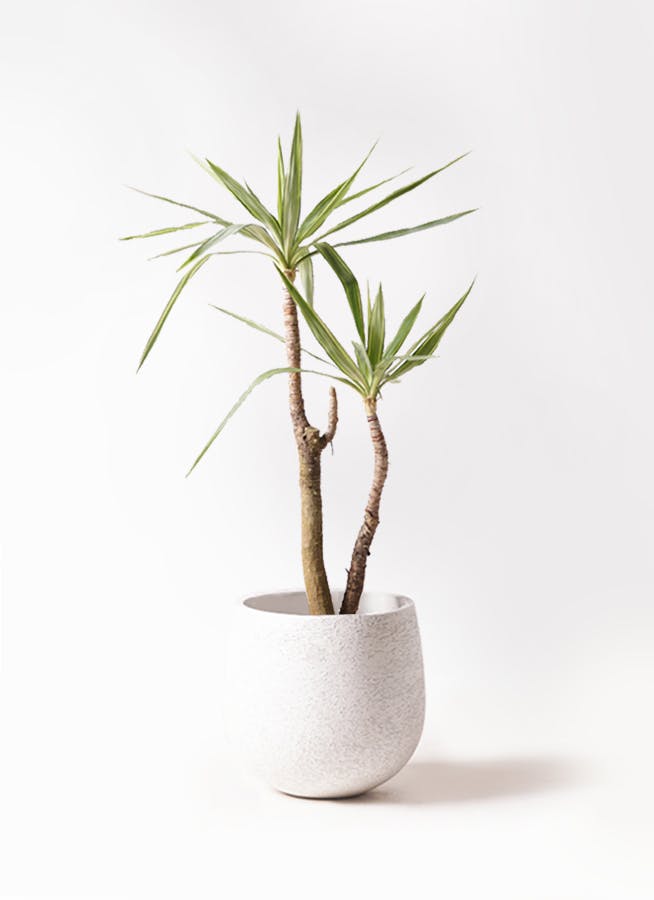 ユッカ 大型 | 観葉植物通販HitoHana(ひとはな)